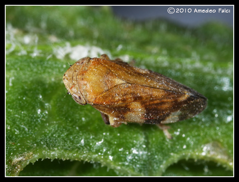 Philaenus Spumarius - Aphrophoridae